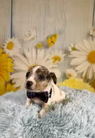 Skylar , a male Teddy Roosevelt Terrier for sale in Ripley, MS – 8 of 10