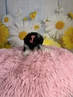 Ellie, a female Poodle - Toy  for sale in Ripley, MS – 2 of 10