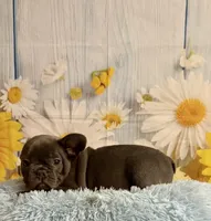 Loki, a male French Bulldog for sale in Ripley, MS – 4 of 9