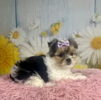 Jessie , a female Yorkshire Terrier for sale in Ripley, MS – 7 of 7