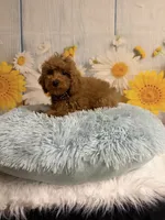 Red, a male Poodle - Toy  for sale in Ripley, MS – 8 of 10
