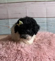 Cookie, a female Poodle - Toy  for sale in Ripley, MS – 5 of 9