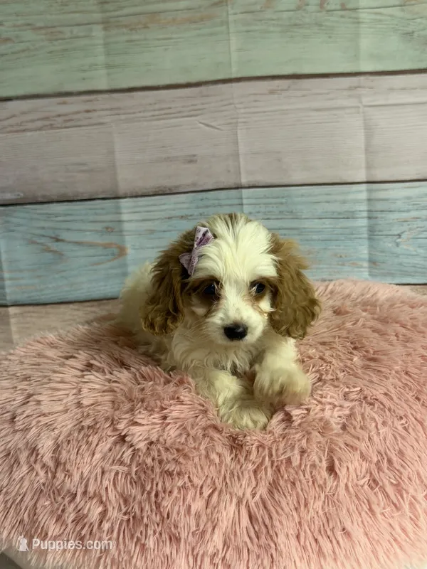 Amber – Cockapoo puppy for sale in Ripley, MS