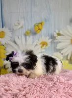 Dot, a female Pekingese and Shih Tzu for sale in Ripley, MS – 3 of 8