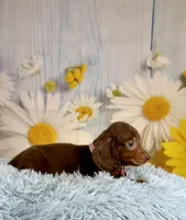 Ranger, a male Miniature Dachshund for sale in Ripley, MS – 6 of 7