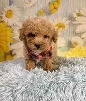 Groot, a male Poochon for sale in Ripley, MS – 8 of 8