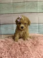 Callie, a female Poodle - Toy  for sale in Ripley, MS – 2 of 7