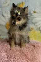 Millie, a female Pomeranian for sale in Ripley, MS – 2 of 10