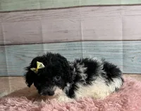 Cookie, a female Poodle - Toy  for sale in Ripley, MS – 6 of 7