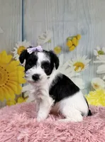 Nala, a female Miniature Schnauzer for sale in Ripley, MS – 2 of 8
