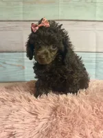 Jill, a female Poodle - Toy  for sale in Ripley, MS – 9 of 10