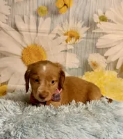 Todd, a male Miniature Dachshund for sale in Ripley, MS – 5 of 10