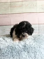 Oreo, a male Poodle - Toy  for sale in Ripley, MS – 6 of 10