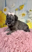 Tessie, a female Miniature Schnauzer for sale in Ripley, MS – 4 of 5