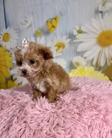 Hattie, a female Poochon for sale in Ripley, MS – 5 of 8