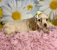 Harper, a female Cocker Spaniel for sale in Ripley, MS – 9 of 9