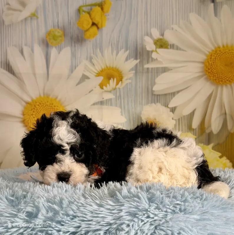Oreo – Cavapoo puppy for sale in Ripley, MS