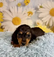 Ryder, a male Miniature Dachshund for sale in Ripley, MS – 2 of 10