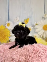Lady, a female Miniature Aussiedoodle for sale in Ripley, MS – 3 of 8