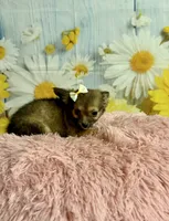     Fern, a female Chihuahua for sale in Ripley, MS – 2 of 9
