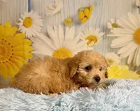 Jack , a male Miniature Goldendoodle for sale in Ripley, MS – 7 of 10