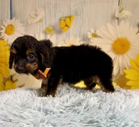 Bandit , a male Aussiedoodle for sale in Ripley, MS – 3 of 10