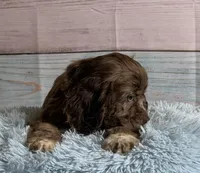 Bojangles , a male Cocker Spaniel for sale in Ripley, MS – 9 of 10