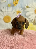 Peaches, a female Miniature Dachshund for sale in Ripley, MS – 1 of 10