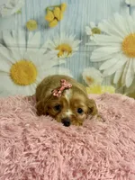 Hattie, a female Cocker Spaniel for sale in Ripley, MS – 5 of 8