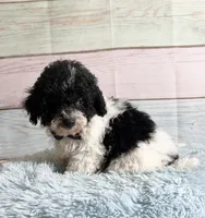 Oreo, a male Poodle - Toy  for sale in Ripley, MS – 8 of 10