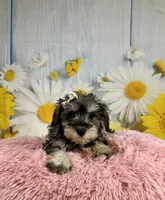Bree, a female Miniature Schnauzer for sale in Ripley, MS – 10 of 10