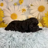 Tony, a male Miniature Schnauzer for sale in Ripley, MS – 6 of 8