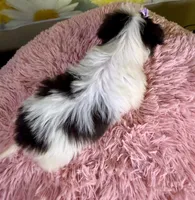 Dot, a female Pekingese and Shih Tzu for sale in Ripley, MS – 2 of 8