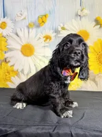Ace, a male Cocker Spaniel for sale in Ripley, MS – 6 of 7