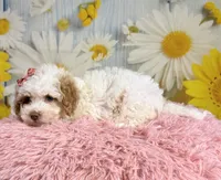 Bonnie, a female Miniature Goldendoodle for sale in Ripley, MS – 3 of 10