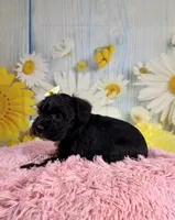 Nova , a female Miniature Schnauzer for sale in Ripley, MS – 5 of 6