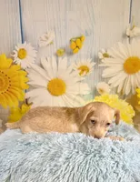 Henry , a male Yorkshire Terrier and Poodle - Toy  for sale in Ripley, MS – 7 of 7