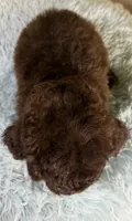 Winston, a male Poodle - Toy  and Poodle - Miniature  for sale in Ripley, MS – 4 of 8