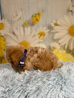 King, a male Poochon for sale in Ripley, MS – 2 of 6