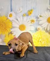 Ruby, a female Chihuahua and Miniature Dachshund for sale in Ripley, MS – 4 of 10