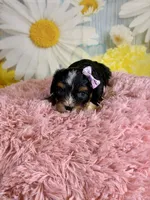Ivy, a female Schnoodle and Yorkshire Terrier for sale in Ripley, MS – 9 of 10