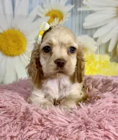 Harper, a female Cocker Spaniel for sale in Ripley, MS – 2 of 9
