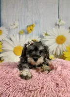 Bree, a female Miniature Schnauzer for sale in Ripley, MS – 8 of 10