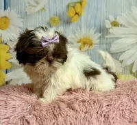 Rylee, a female Shih Tzu for sale in Ripley, MS – 3 of 10