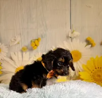 Bandit , a male Aussiedoodle for sale in Ripley, MS – 9 of 10