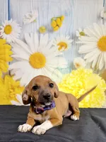Lux, a male Chihuahua and Miniature Dachshund for sale in Ripley, MS – 5 of 5