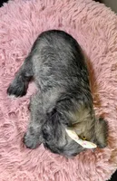 Tessie, a female Miniature Schnauzer for sale in Ripley, MS – 5 of 5