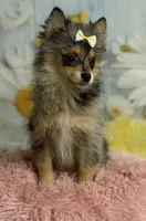 Millie, a female Pomeranian for sale in Ripley, MS – 9 of 10