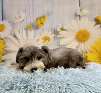 Terry, a male Miniature Schnauzer for sale in Ripley, MS – 7 of 9