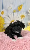 Kate, a female Miniature Schnauzer for sale in Ripley, MS – 8 of 10